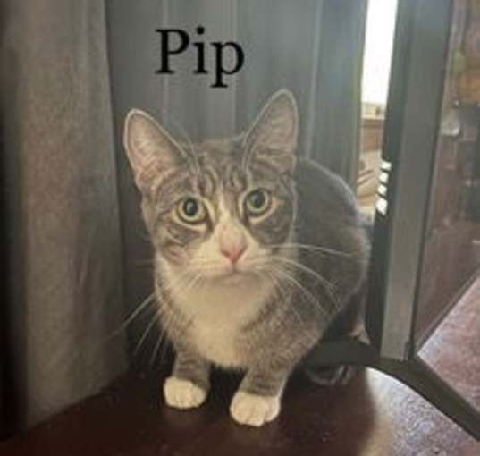 Photo of PIP