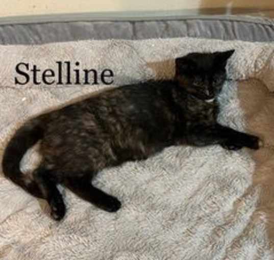 Photo of STELLINE