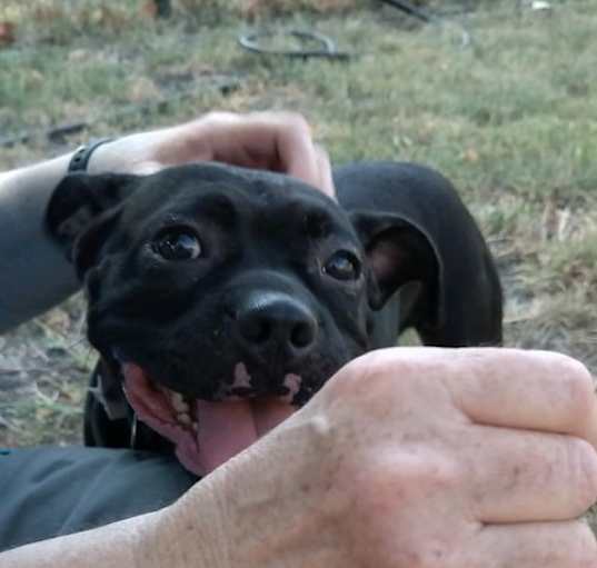 Photo of Hank