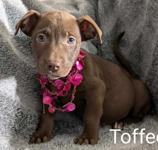 Photo of Toffee