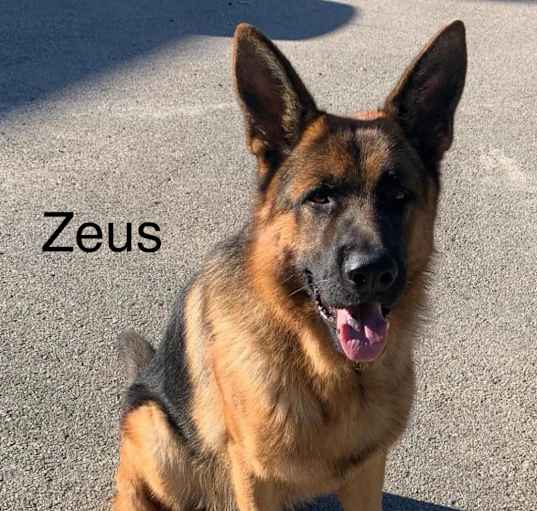 Photo of Zeus