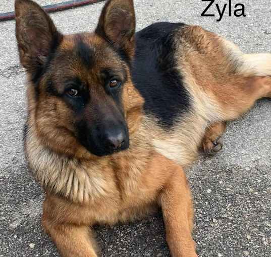 Photo of Zyla