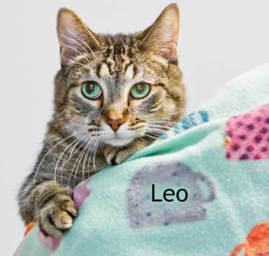 Photo of Leo