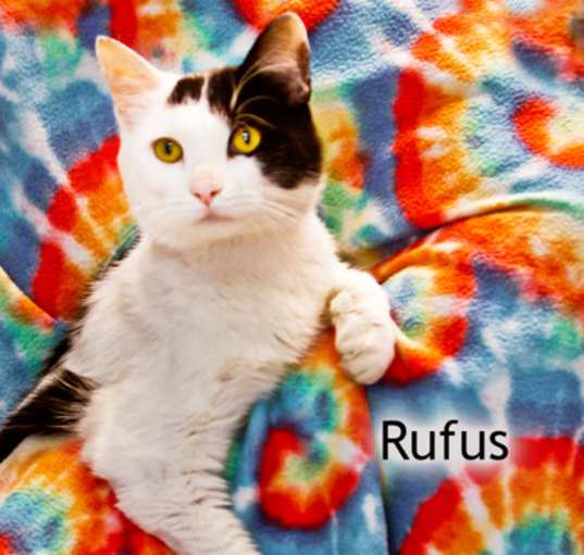 Photo of Rufus