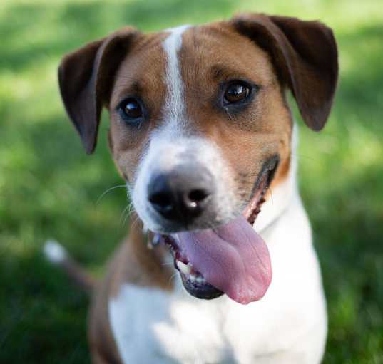 Photo of Roxy Happy Girl!