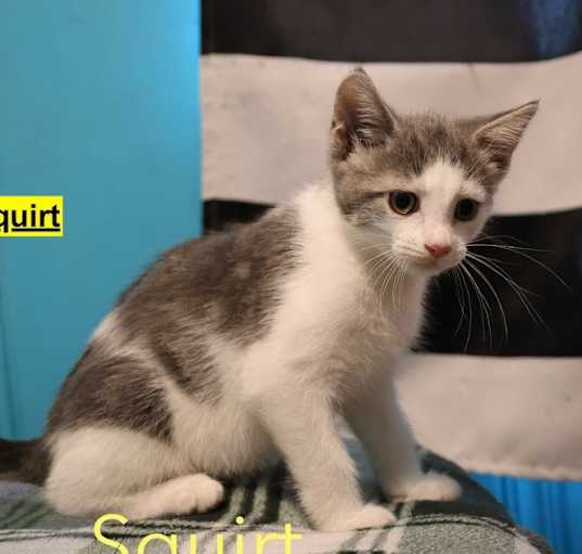 Photo of Squirt