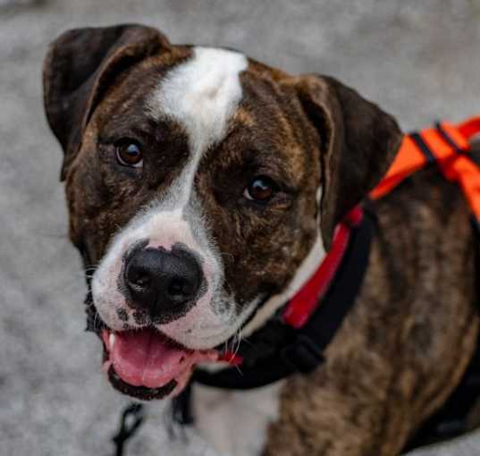 Photo of Bunji