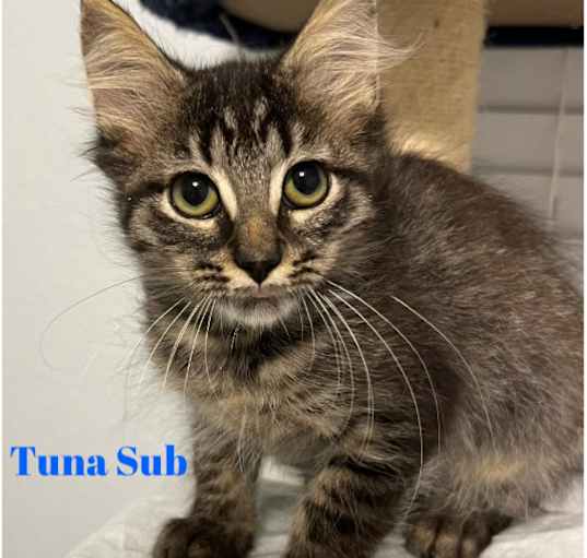 Photo of Tuna Sub