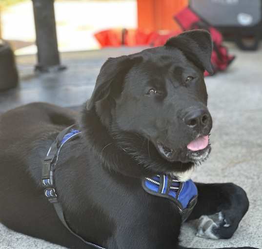 Photo of Benson