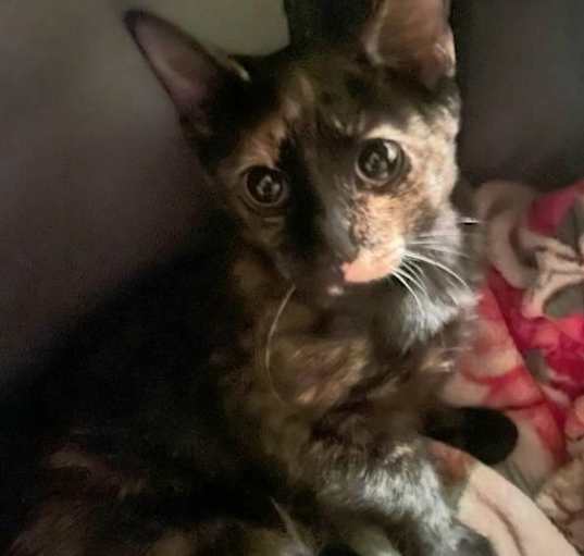 Photo of Penelope also known as Little P