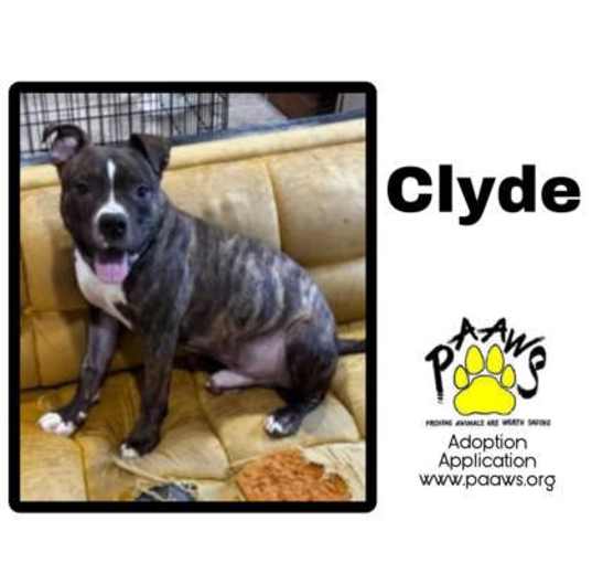 Photo of Clyde