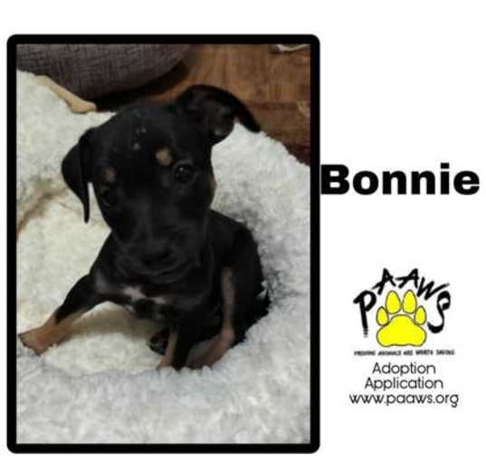 Photo of Bonnie