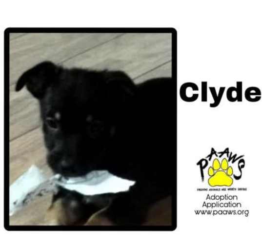 Photo of Clyde