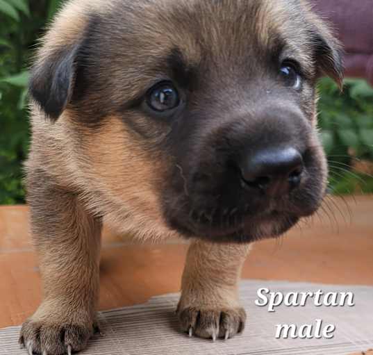 Photo of Spartan