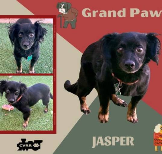 Photo of Jasper (GrandPaws)