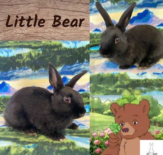 Photo of Little Bear