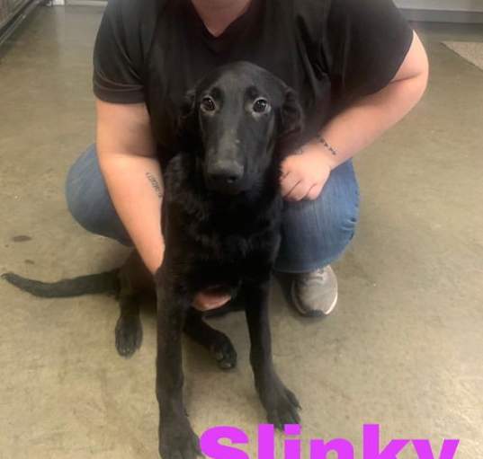 Photo of Slinky