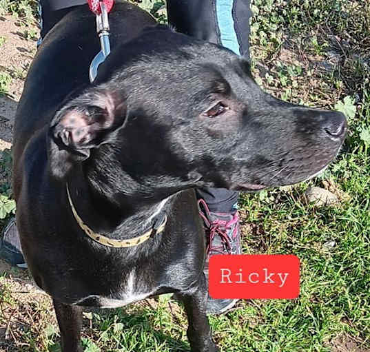 Photo of Ricky