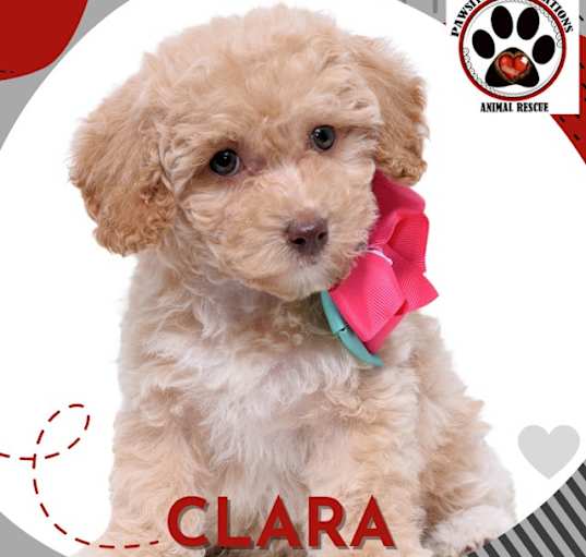 Photo of CLARA