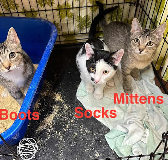 Photo of Socks