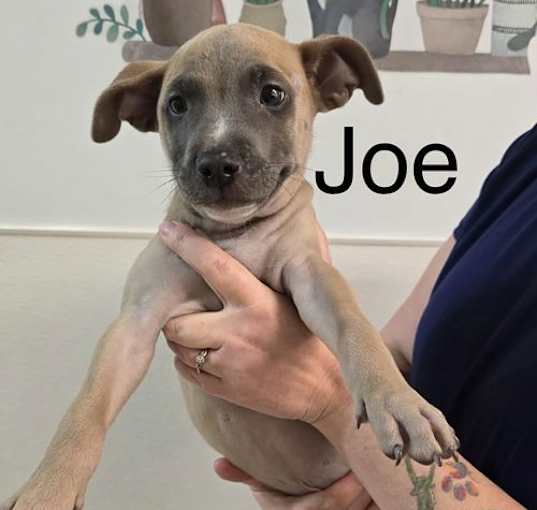 Photo of J Pup Joe