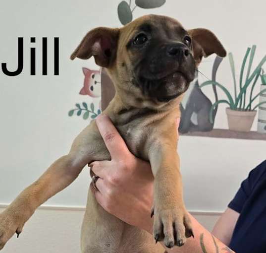 Photo of J Pup Jill