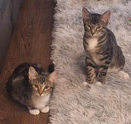 Photo of Bitty and kitry