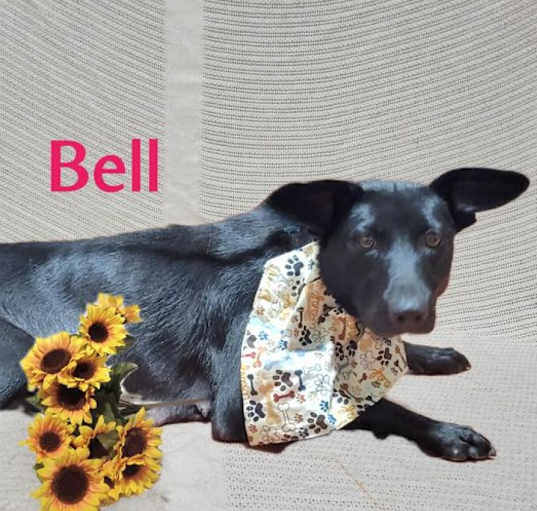 Photo of Bell