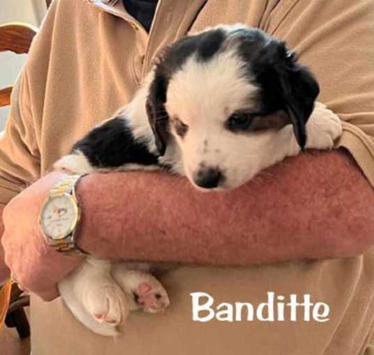 Photo of BANDITTE