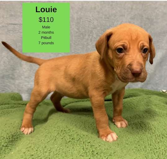 Photo of Louie