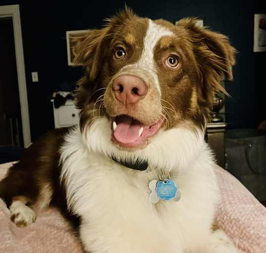 Photo of Teddy