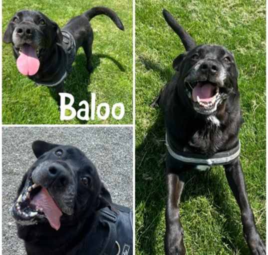 Photo of Baloo