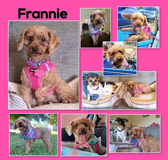 Photo of Frannie