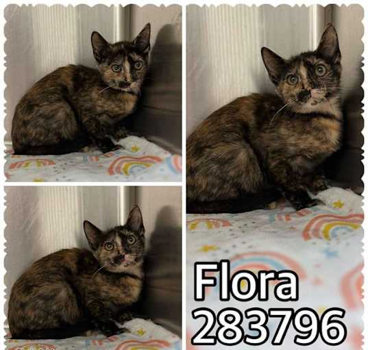 Photo of FLORA