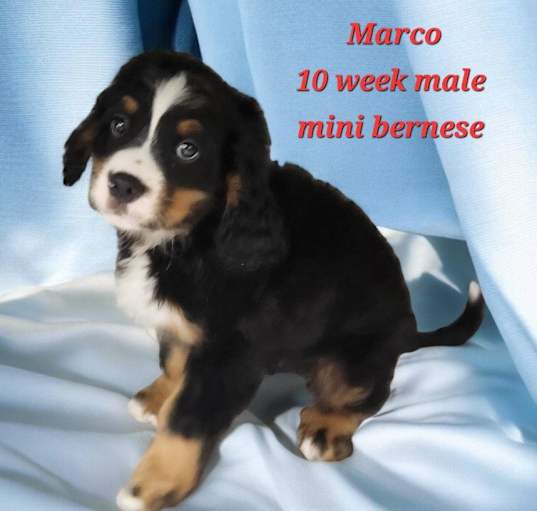 Photo of Marco