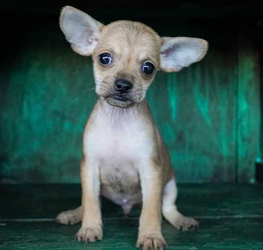 Photo of Soldier Boy