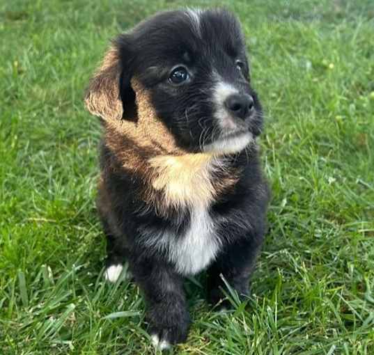 Photo of Rock Star Puppies