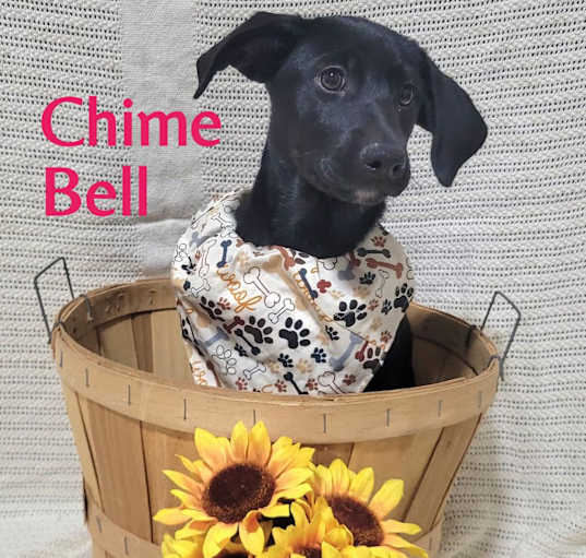 Photo of Chime Bell