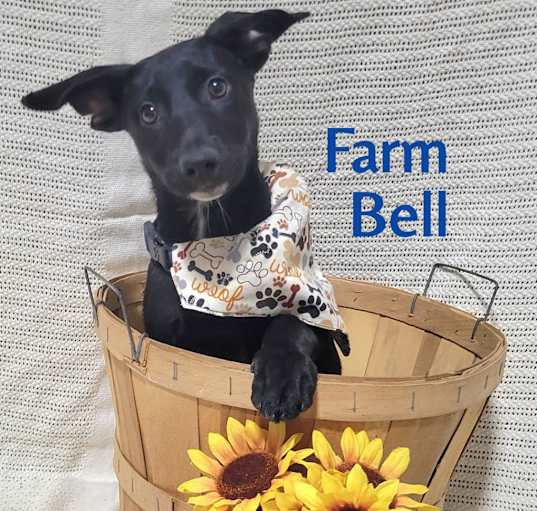 Photo of Farm Bell