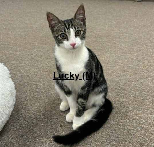 Photo of Lucky