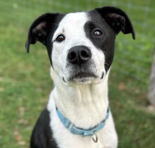 Photo of Stitch
