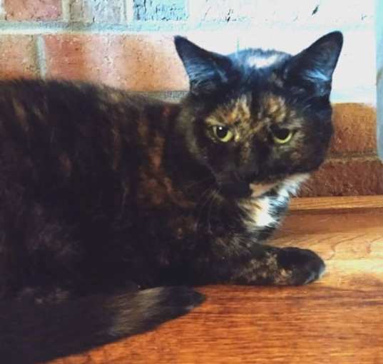 Photo of Moxie