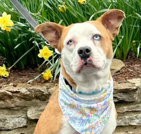 Photo of CLOVER - Paws Behind Bars Trained