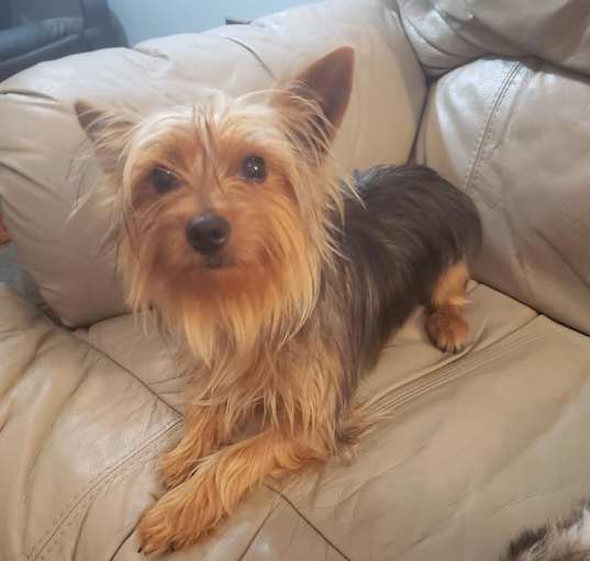 Photo of Chewy