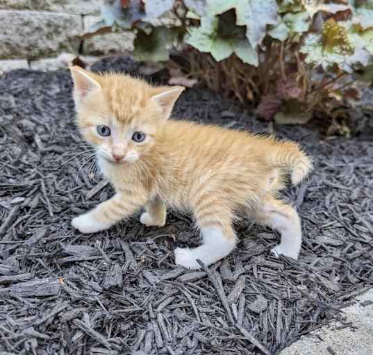 Photo of Cars Cats : Lizzie