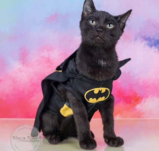 Photo of Batman - Adopted