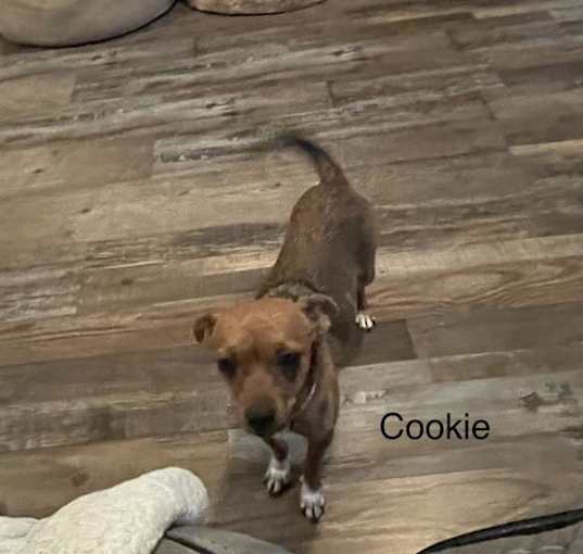 Photo of Cookie