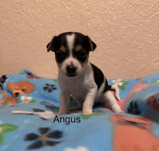 Photo of Angus