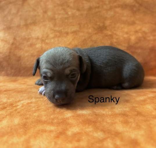 Photo of Spanky