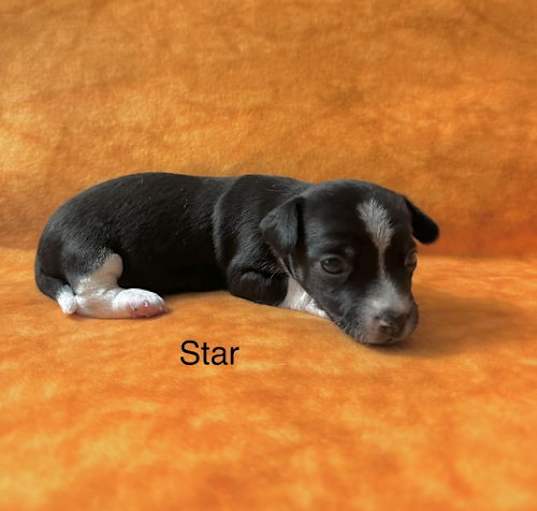 Photo of Star